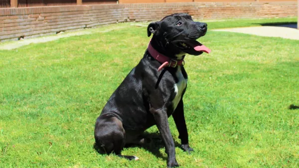 Perro Negro y Blanco