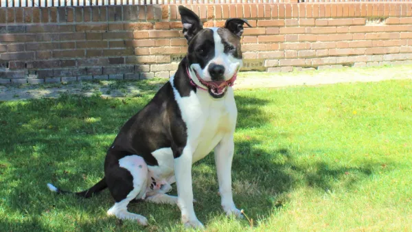 Perro Negro Blanco