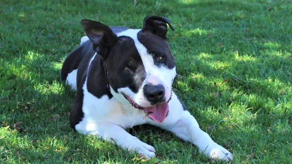 Perro Negro Blanco