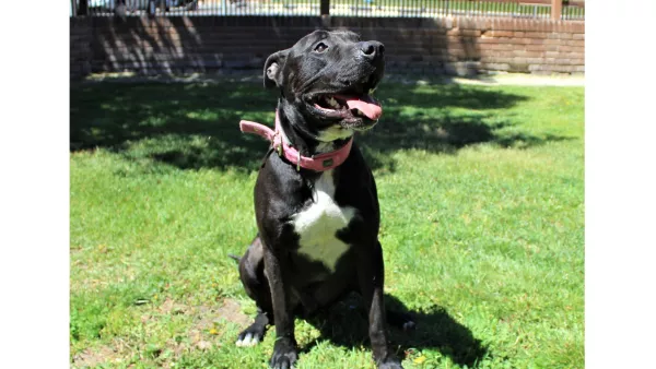 Perro Negro Blanco