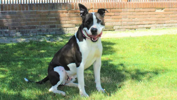 Perro Negro Blanco