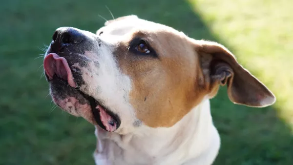 Perro blanco y marrón