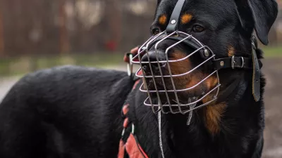 Permis de chien potentiellement dangereux