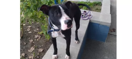 Perro Negro y Blanco
