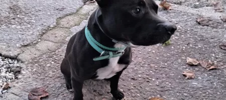 Perro Negro y Blanco