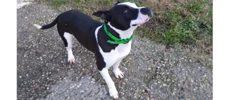 Perro Negro Blanco