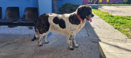 Perra grande blanca y negra