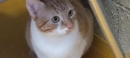 Gato blanco y rubio
