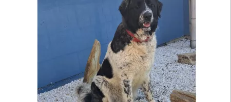 Perra grande blanca y negra