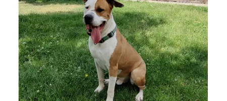 Perro