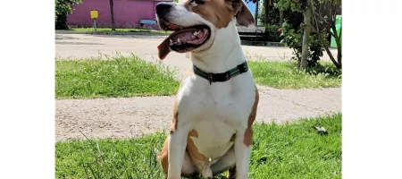 perro