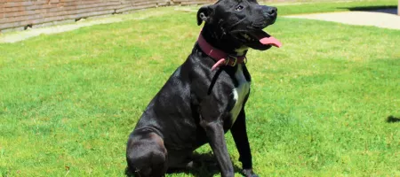 Perro Negro y Blanco