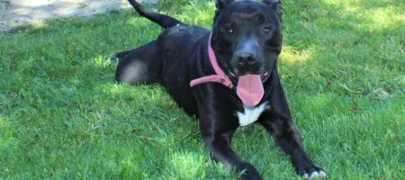 Perro Negro y Blanco