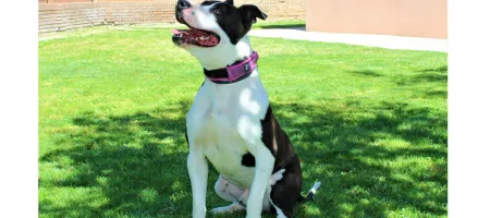 Perro Negro Blanco