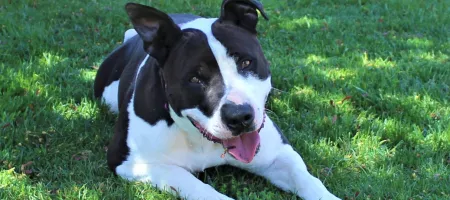 Perro Negro Blanco