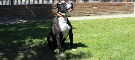 Perro
