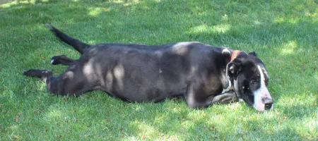Perro