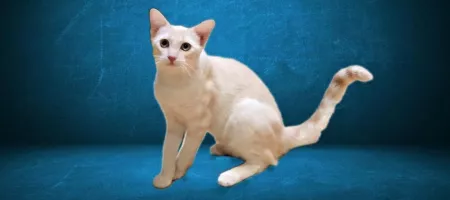 Gato