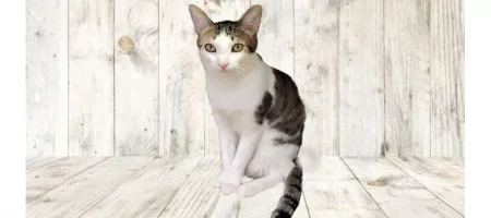 Gato