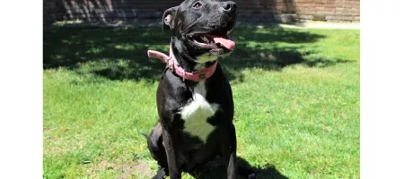 Perro Negro Blanco