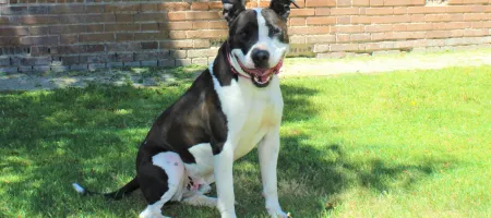 Perro Negro Blanco