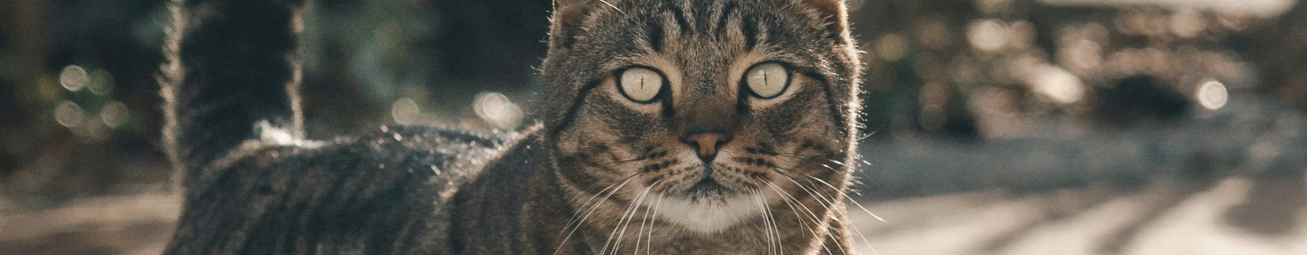 Gato