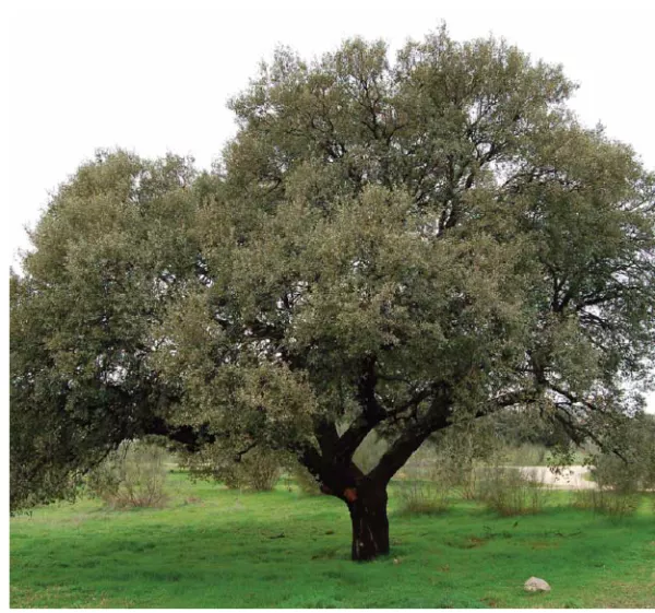 arbol