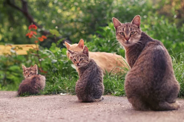 коти на вулиці