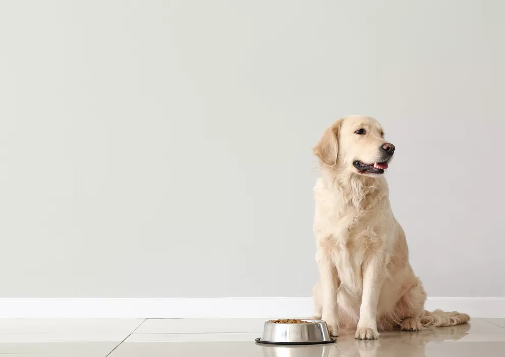 Licensing of potentially dangerous dogs