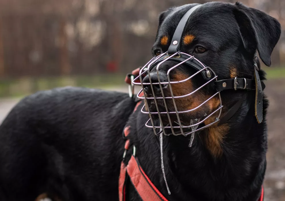 Licencia de perros potencialmente peligrosos